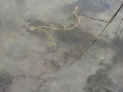 Myriophyllum sibiricum