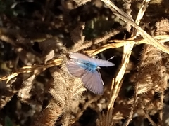 Leptotes marina