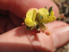Acmispon decumbens davidsonii