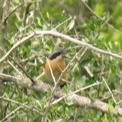 Telophorus olivaceus