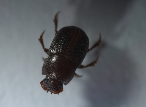 Stiptopodius