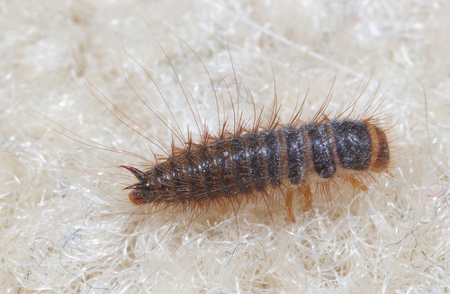 Larder beetle