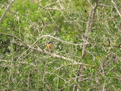 Telophorus olivaceus