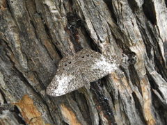 Hamadryas amphichloe