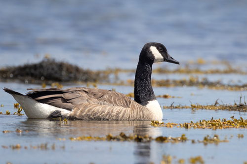Canada Goose photographed in Maine