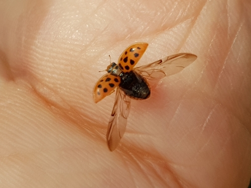 Water Ladybird, photo 3 of 9