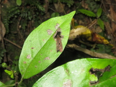 Cryptaspasma querula