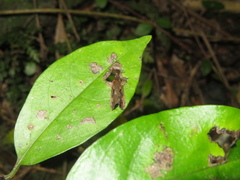 Cryptaspasma querula