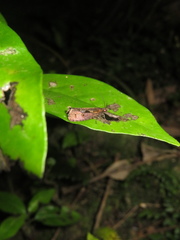 Cryptaspasma querula
