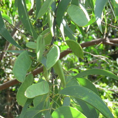 Acacia crassicarpa