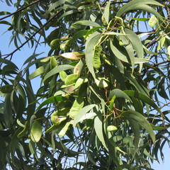 Acacia crassicarpa