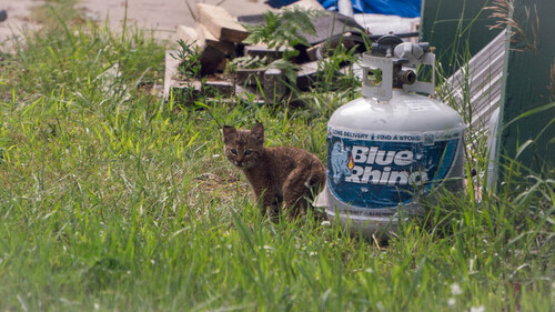 Bobcat photographed in Michigan