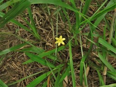 Hypoxis rigida