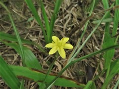 Hypoxis rigida