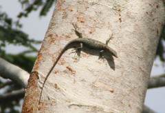 Emoia samoensis