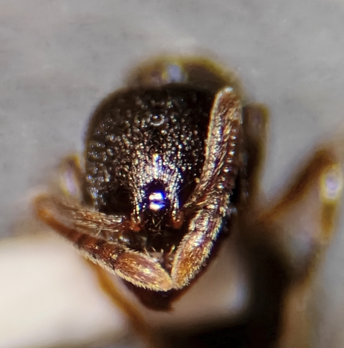 Stenamma huachucanum