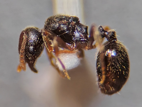 Stenamma huachucanum