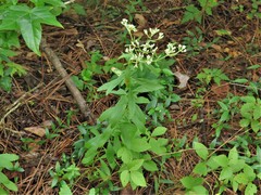 Eupatorium lancifolium
