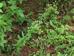 Eupatorium lancifolium