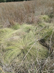 Sporobolus silveanus