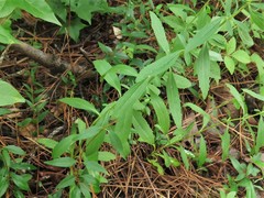 Eupatorium lancifolium