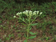 Eupatorium lancifolium