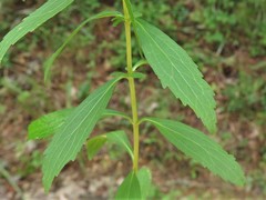 Eupatorium lancifolium