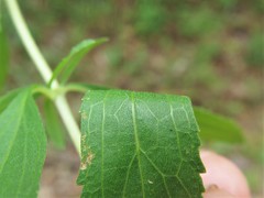 Eupatorium lancifolium
