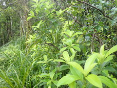 Melicytus macrophyllus