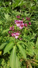 Impatiens insignis