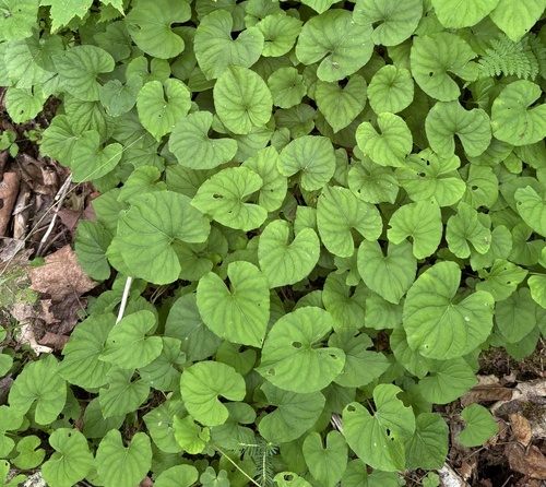 Largeleaf White Violet (Viola incognita)