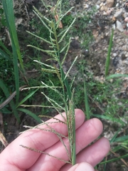 Leptochloa panicoides