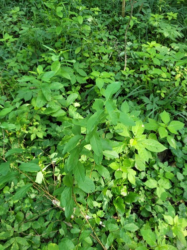 Наблюдение на iNaturalist