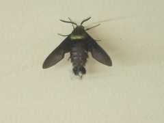 Sataspes