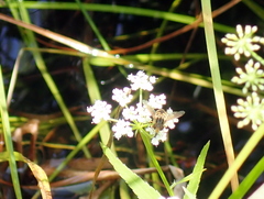 Parhelophilus