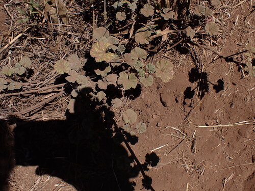 Malva parviflora observed 2025-07-26
