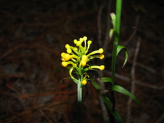 Platanthera cristata