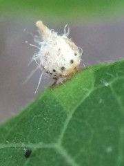 Celticecis acuminata
