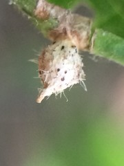 Celticecis acuminata