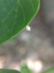 Celticecis acuminata