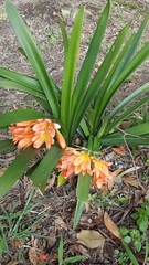 Clivia