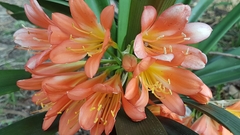 Clivia
