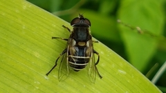 Syrphidae