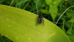 Syrphidae