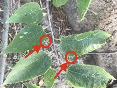 Celticecis acuminata