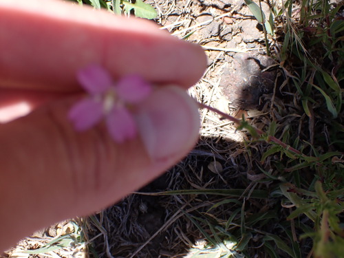 Epilobium billardierianum observed 2025-07-26