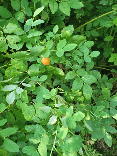 Rosa viarum, photograph 3