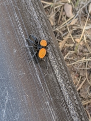 Phidippus cardinalis