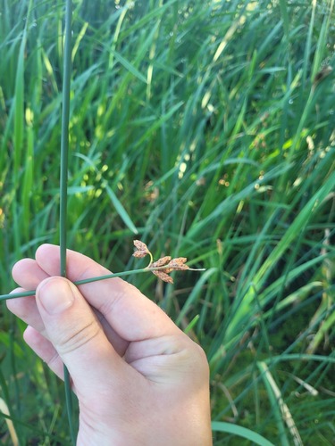 Наблюдение на iNaturalist
