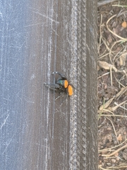 Phidippus cardinalis